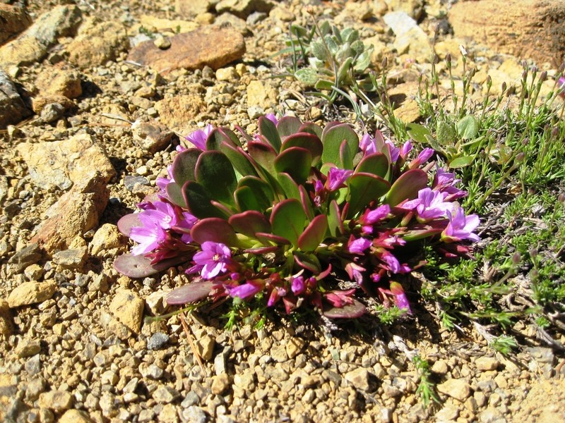 Alpine Springbeauty photo 3