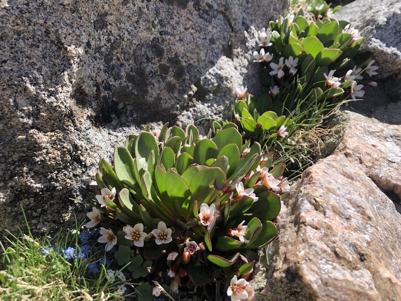 Alpine Springbeauty photo 4