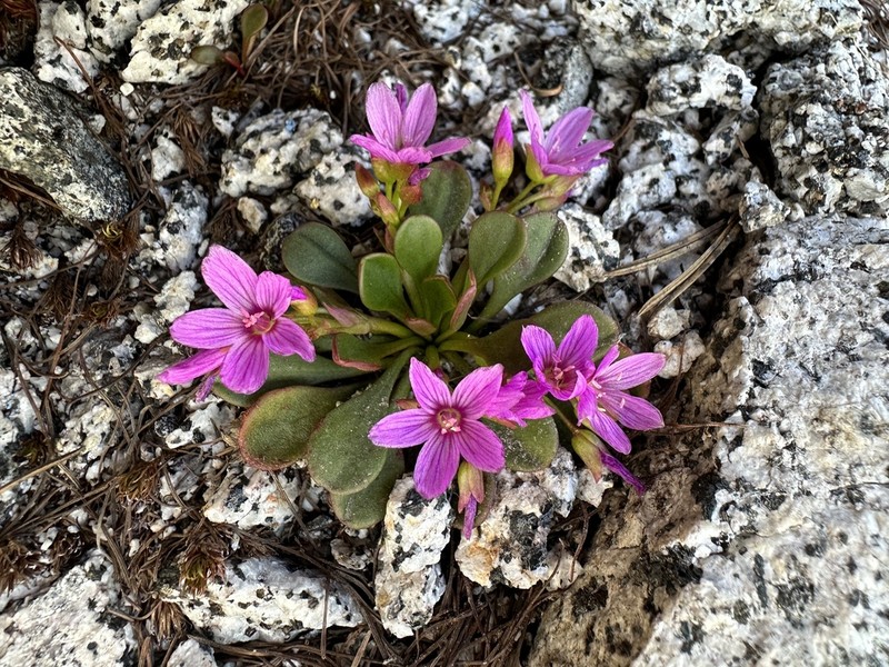 Alpine Springbeauty photo 5