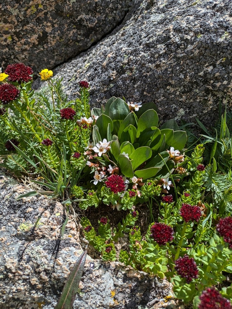 Alpine Springbeauty photo 6