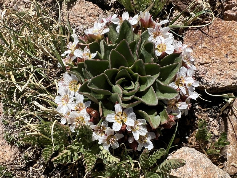 Alpine Springbeauty photo 7