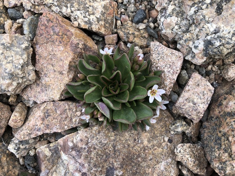 Alpine Springbeauty photo 8