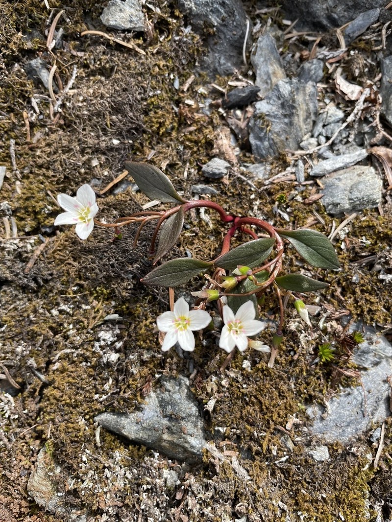 Lanceleaf Springbeauty