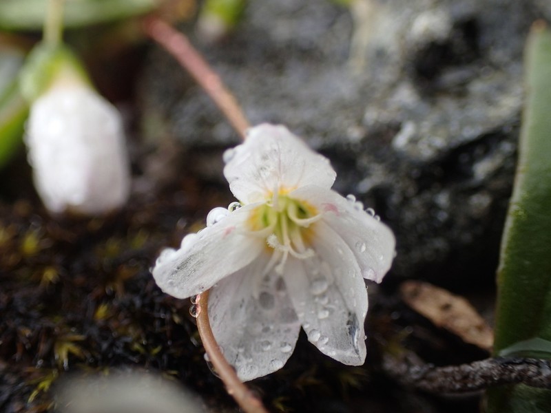 Lanceleaf Springbeauty photo 2