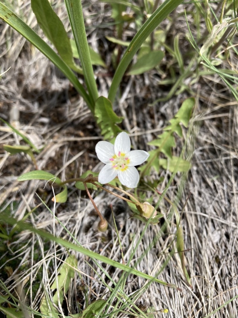 Lanceleaf Springbeauty photo 3