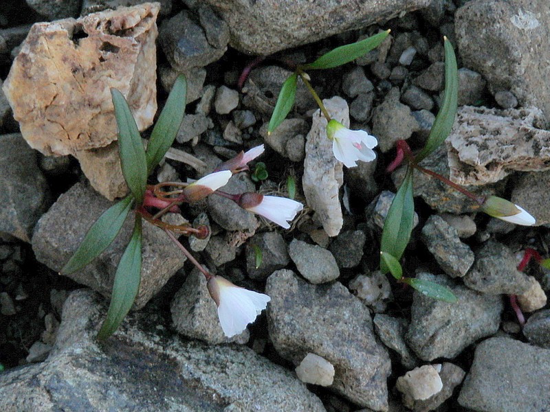 Lanceleaf Springbeauty photo 4