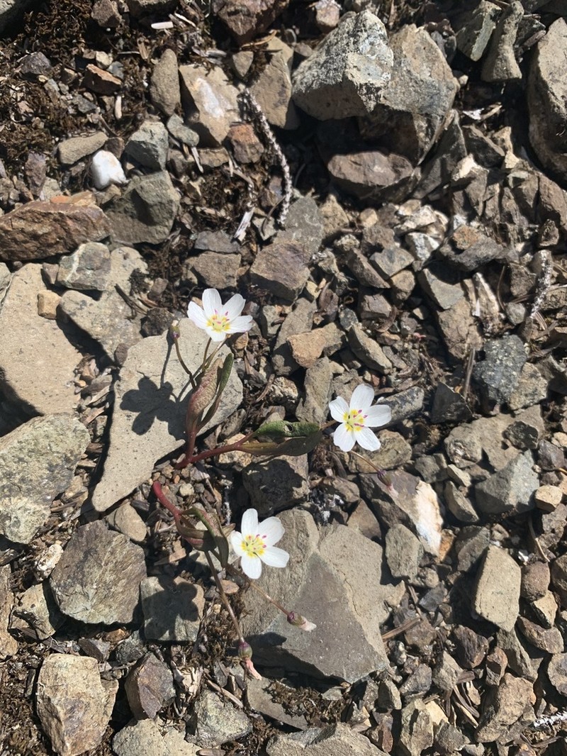 Lanceleaf Springbeauty photo 7