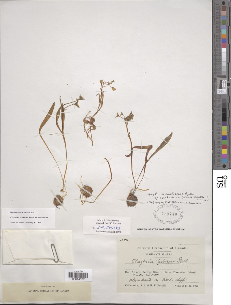 Claytonia multiscapa subsp. czukczorum