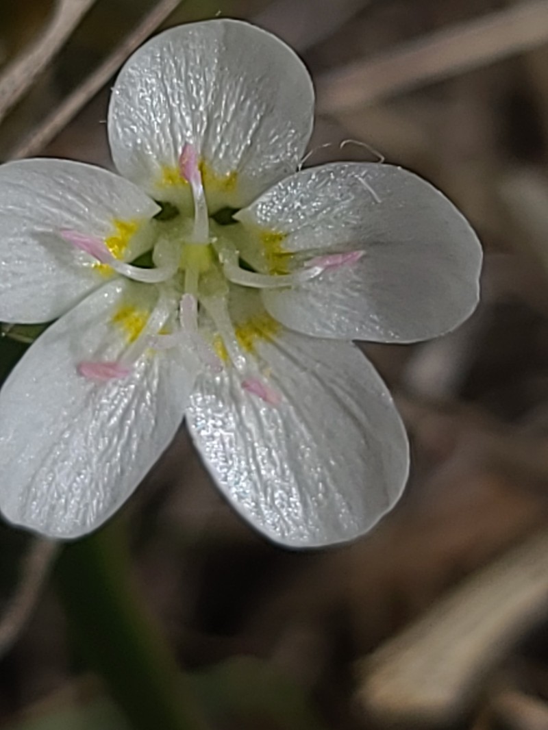 Lanceleaf Springbeauty