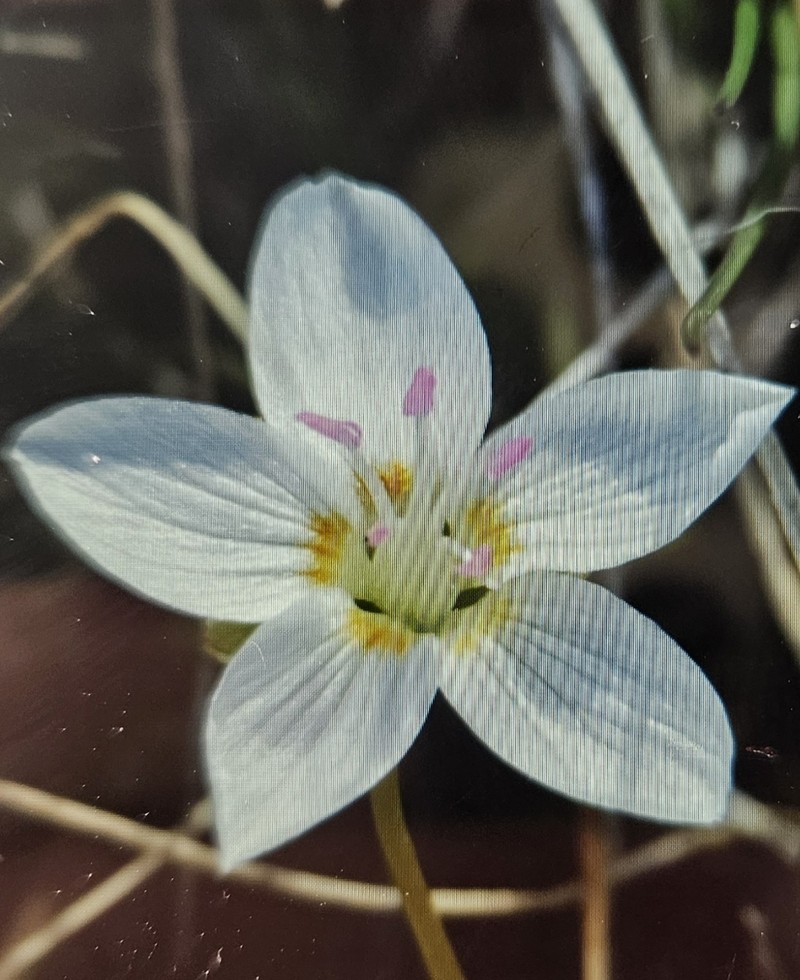 Lanceleaf Springbeauty photo 2
