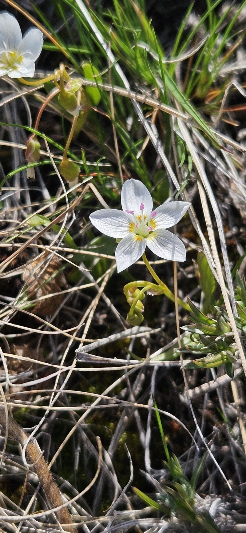 Lanceleaf Springbeauty photo 3
