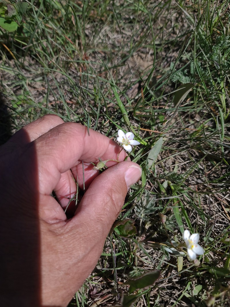 Lanceleaf Springbeauty photo 5