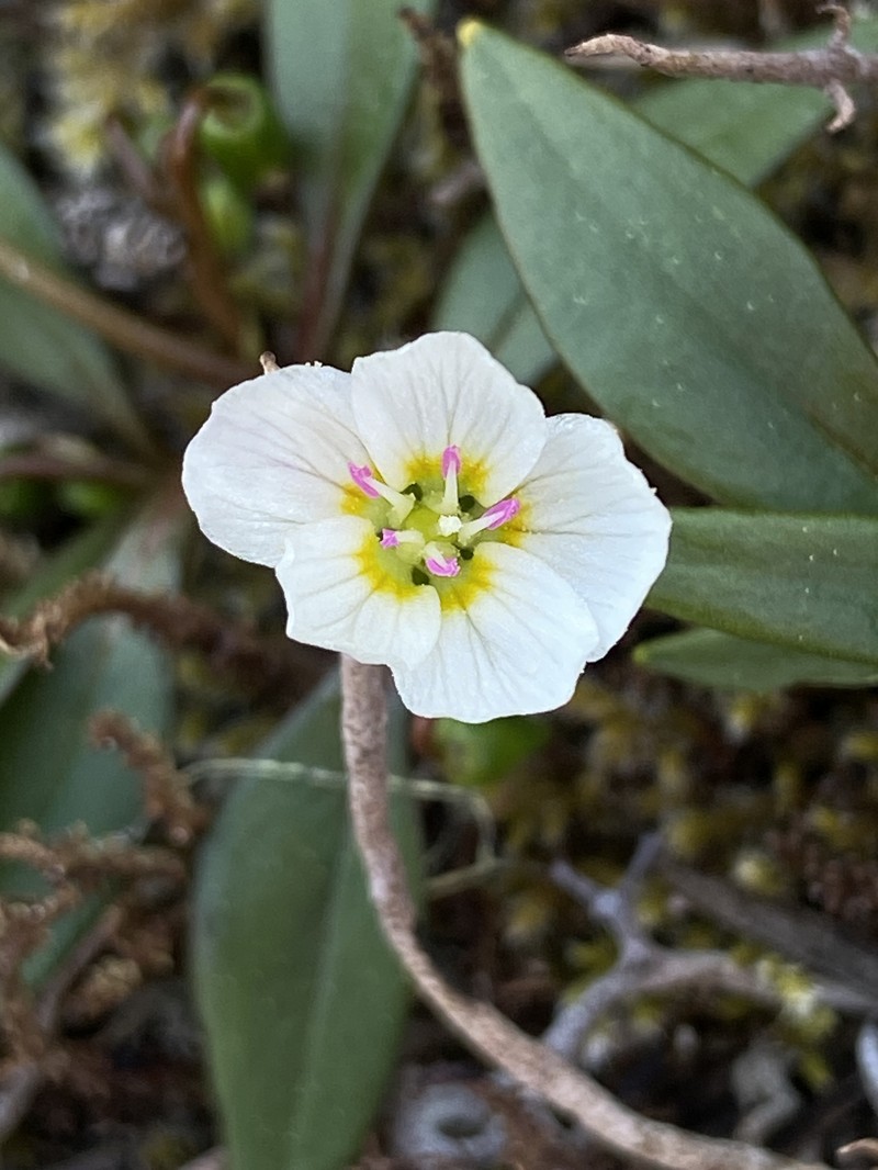 Claytonia multiscapa subsp. pacifica