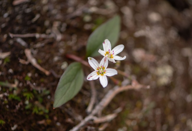Claytonia multiscapa subsp. pacifica photo 2