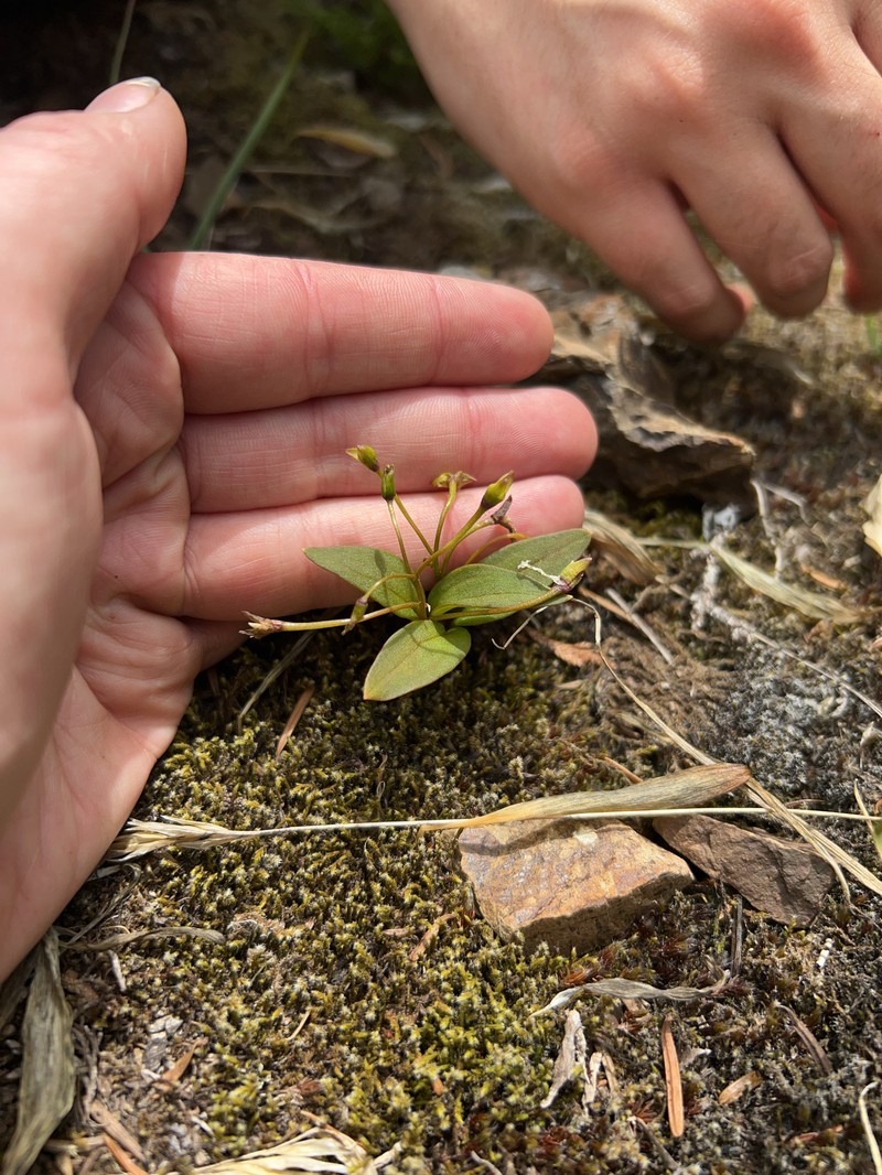 Claytonia multiscapa subsp. pacifica photo 3