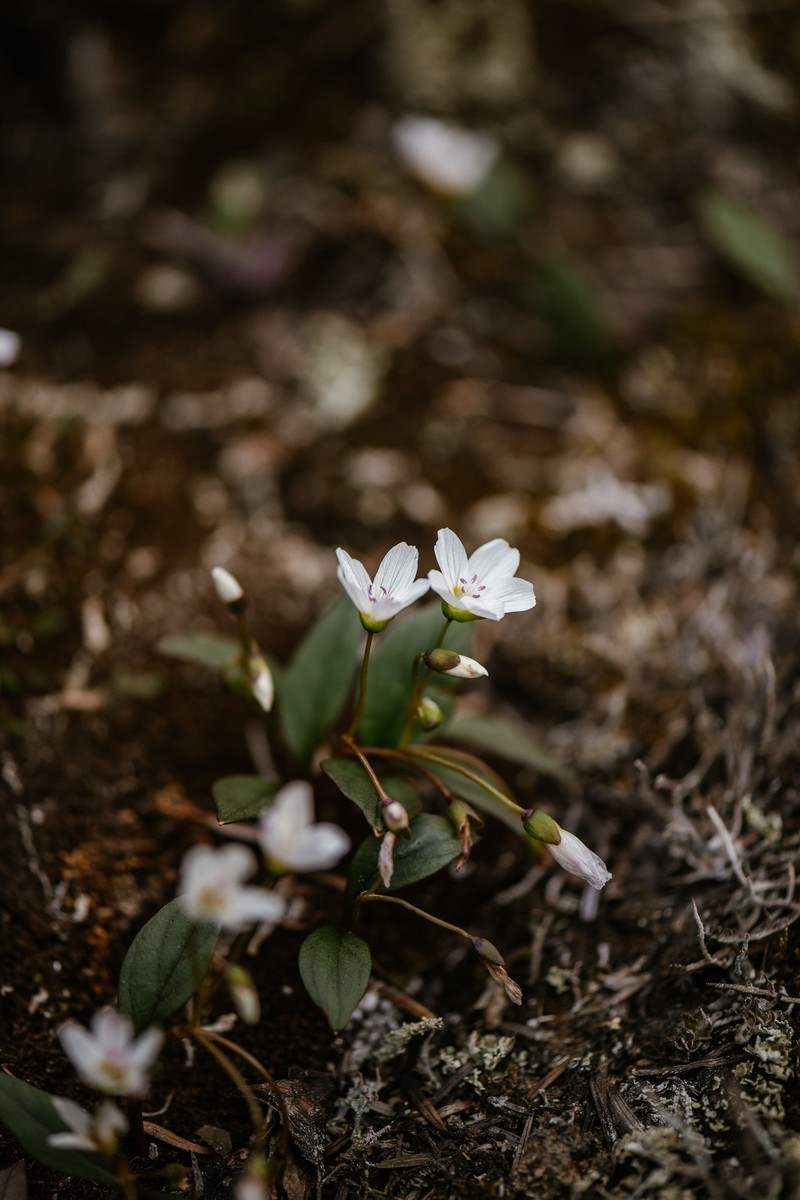Claytonia multiscapa subsp. pacifica photo 4