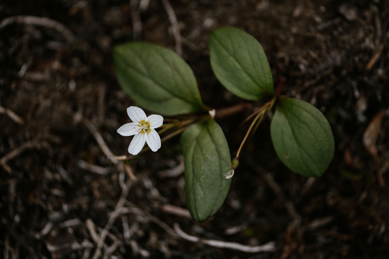 Claytonia multiscapa subsp. pacifica photo 5