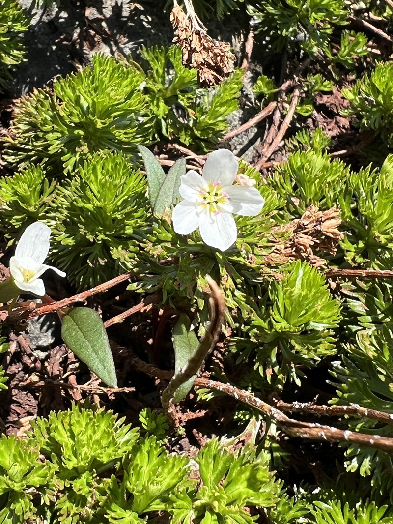 Claytonia multiscapa subsp. pacifica photo 6