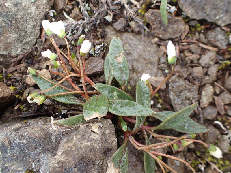 Claytonia multiscapa subsp. pacifica photo 8