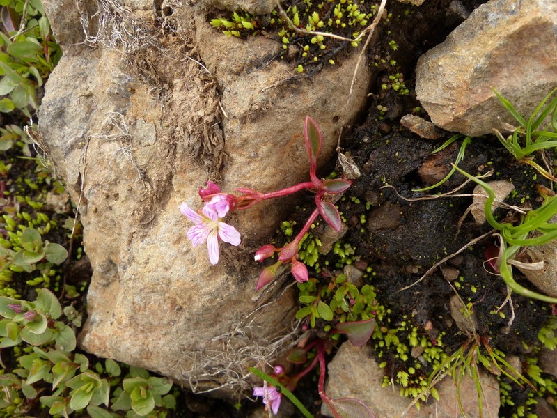 Sierra Springbeauty