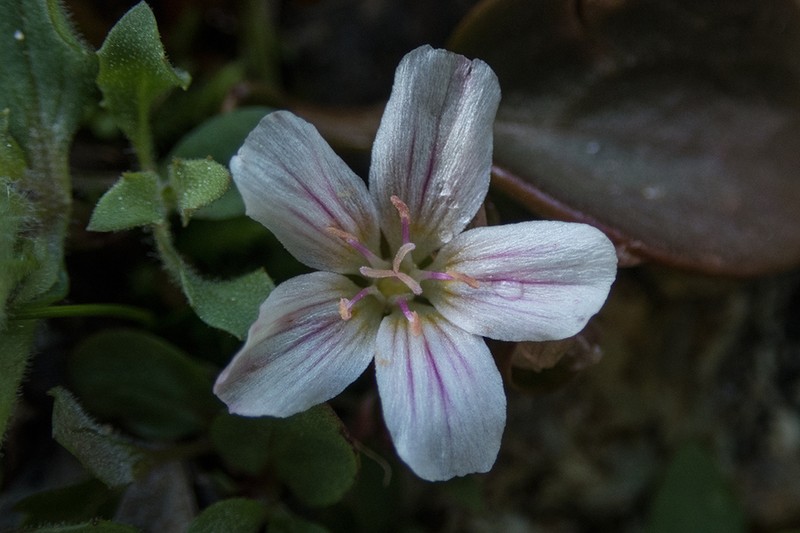 Sierra Springbeauty photo 3