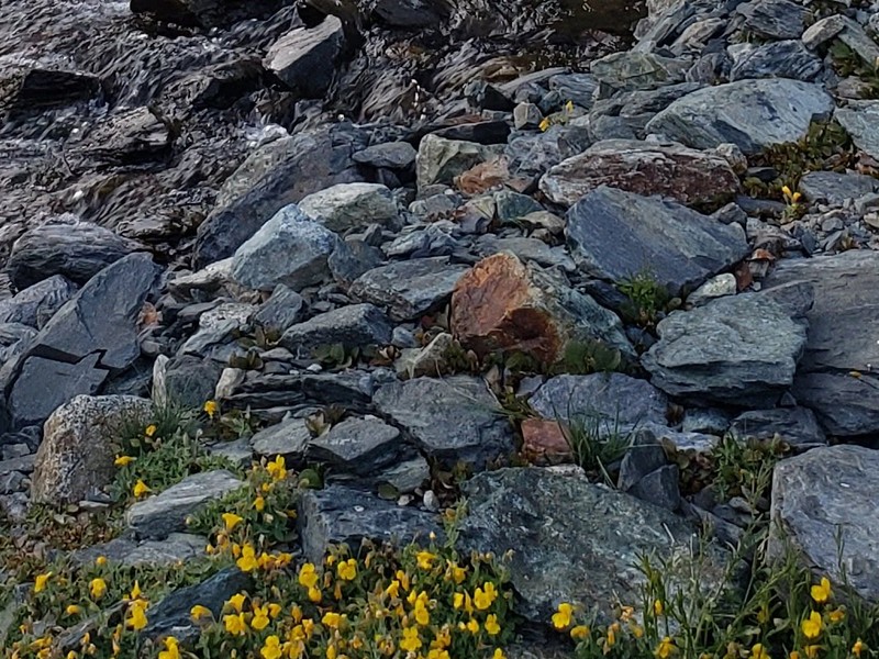 Sierra Springbeauty photo 5