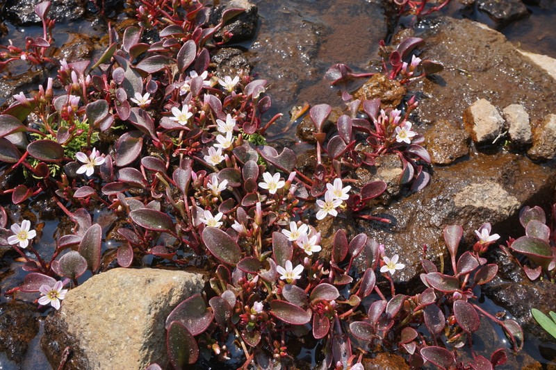 Sierra Springbeauty photo 6