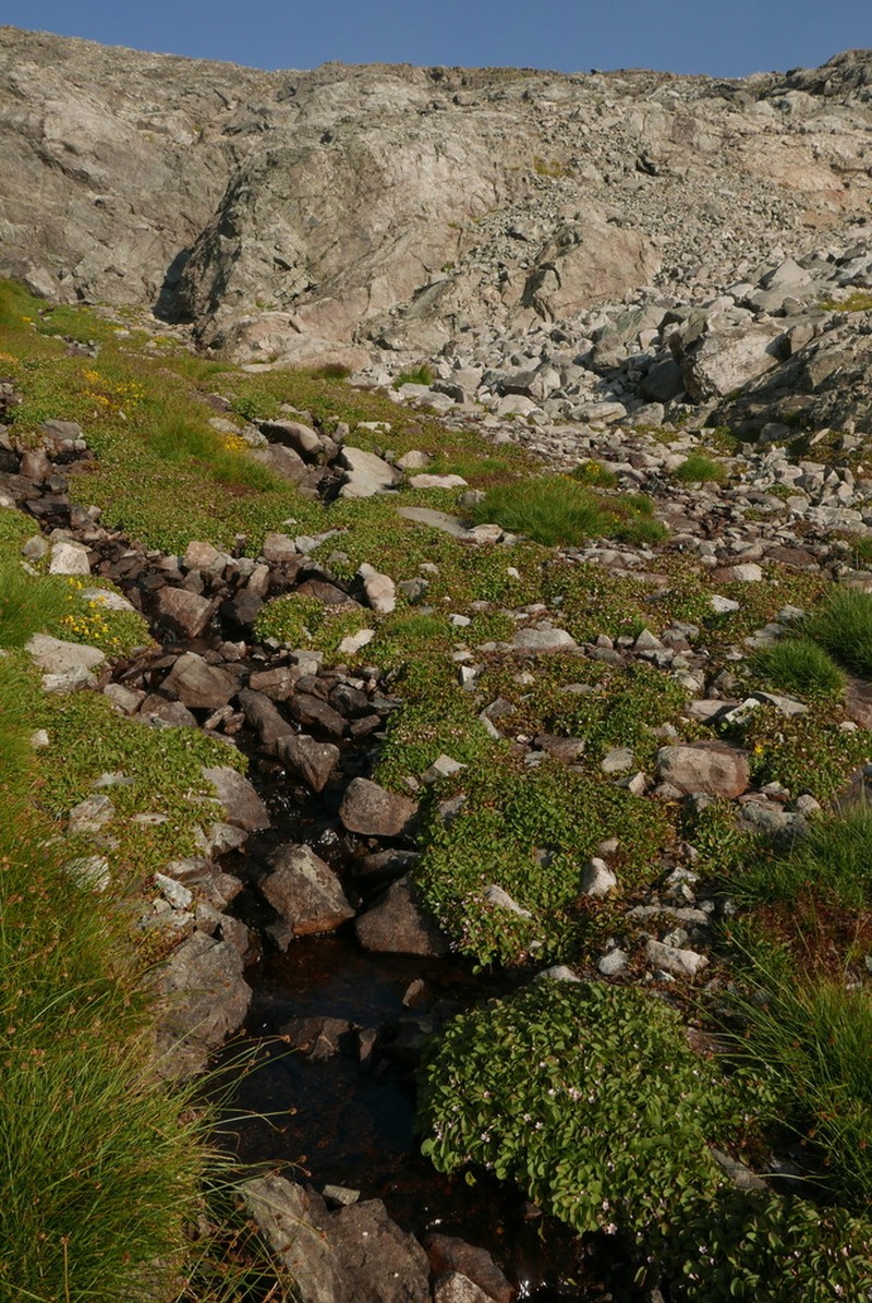 Sierra Springbeauty photo 7