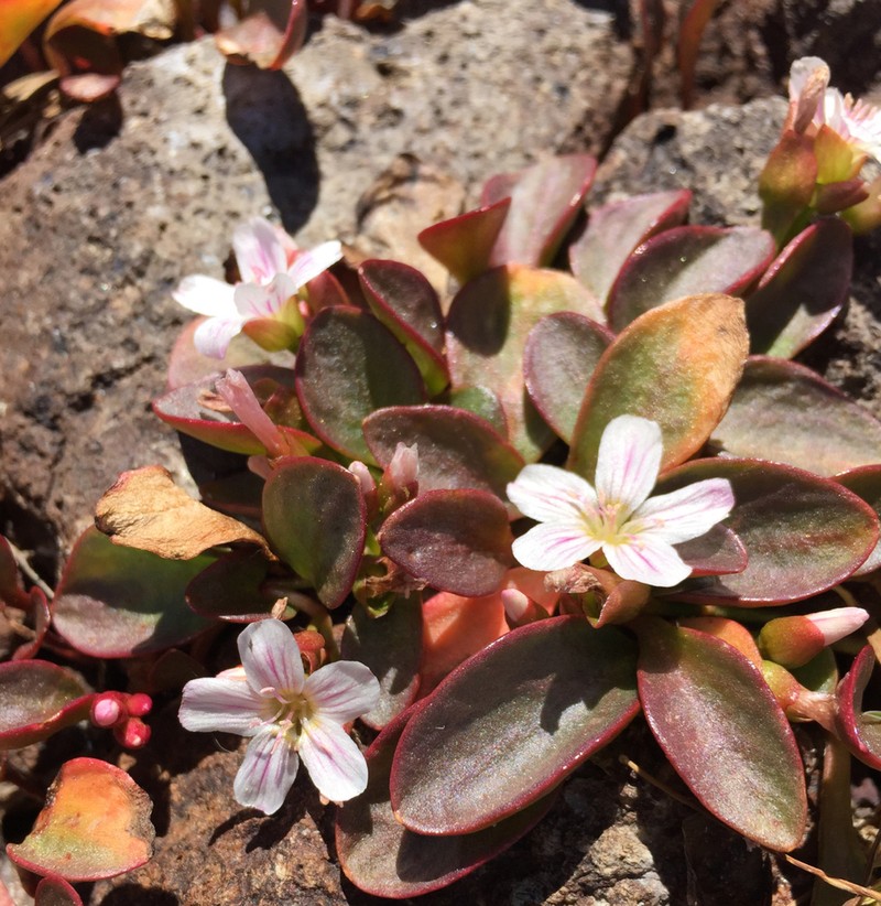 Sierra Springbeauty photo 8