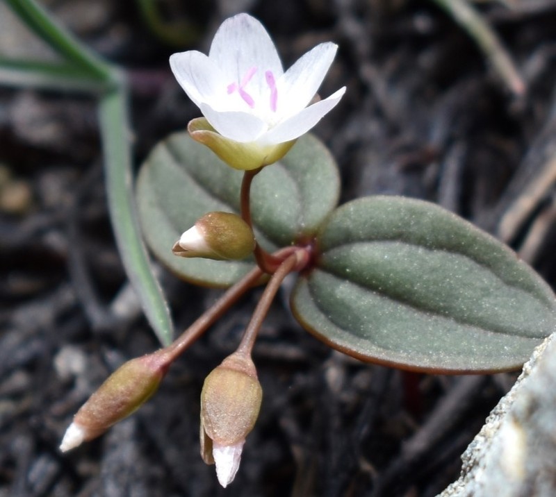 Claytonia obovata