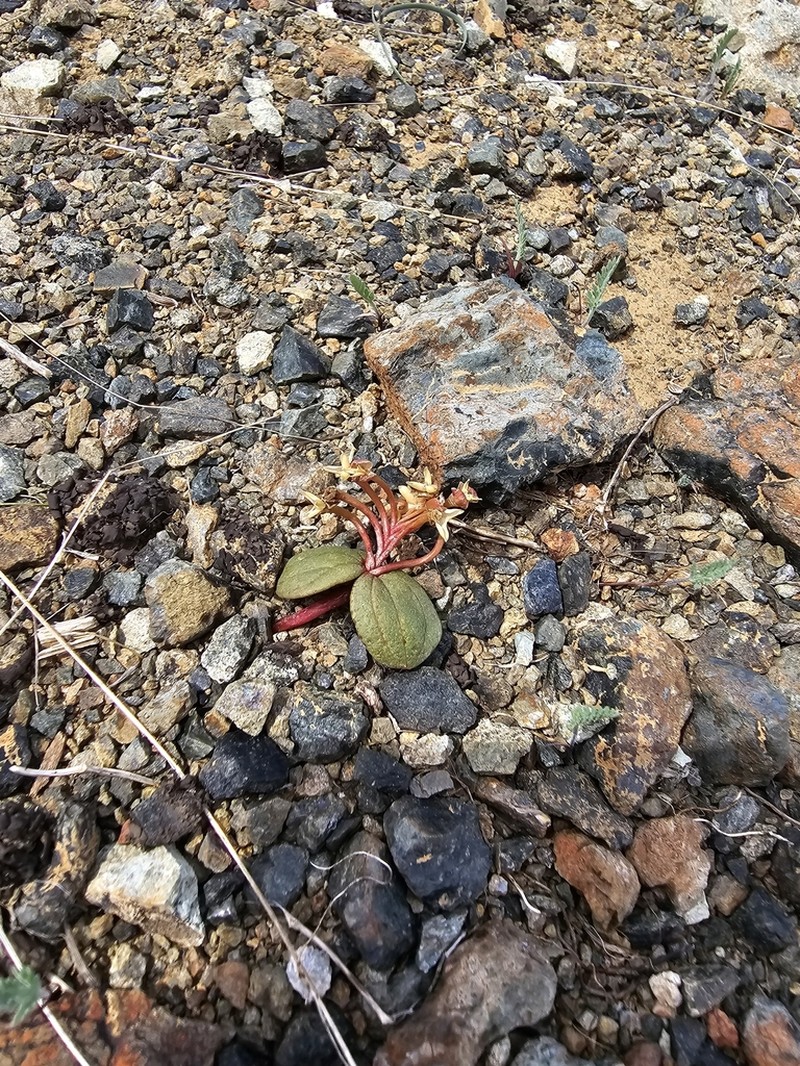 Claytonia obovata photo 2