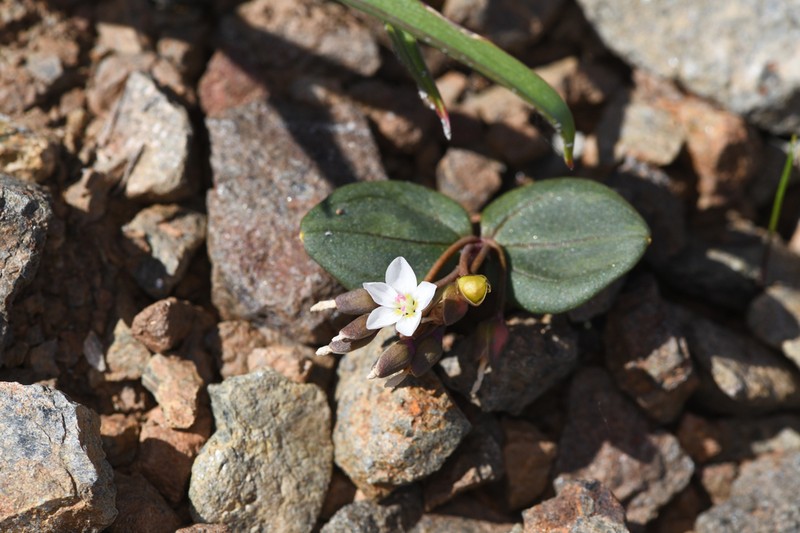 Claytonia obovata photo 3