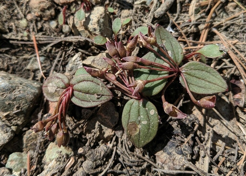 Claytonia obovata photo 4