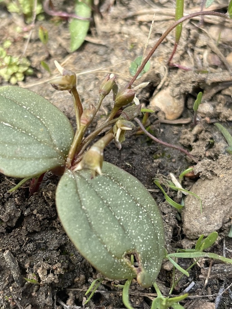 Claytonia obovata photo 5