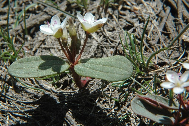 Claytonia obovata photo 6