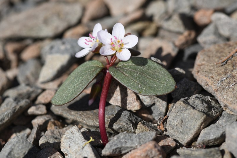 Claytonia obovata photo 7