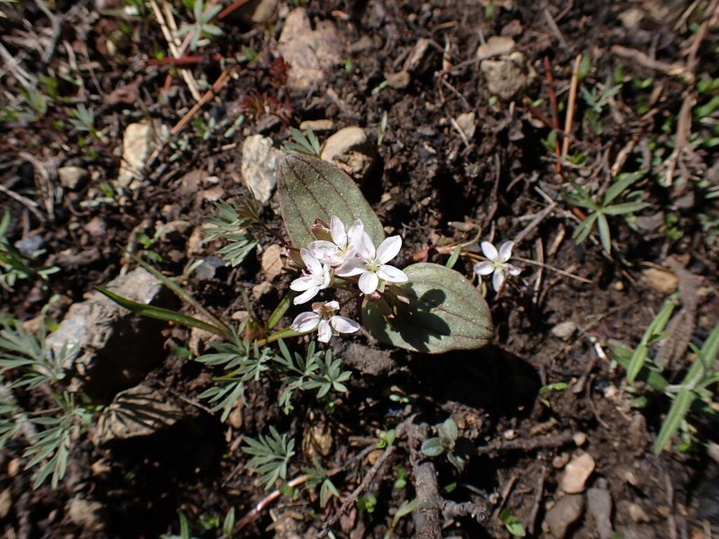 Claytonia obovata photo 8