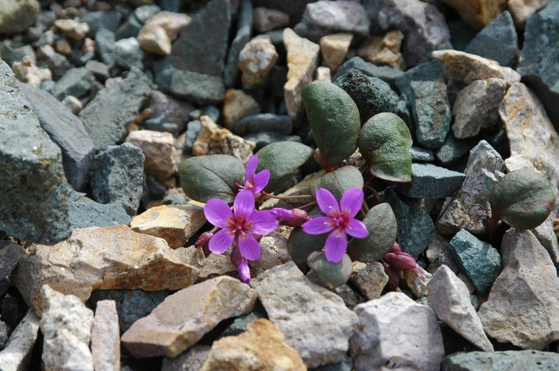 Ogilvie Mountain Springbeauty