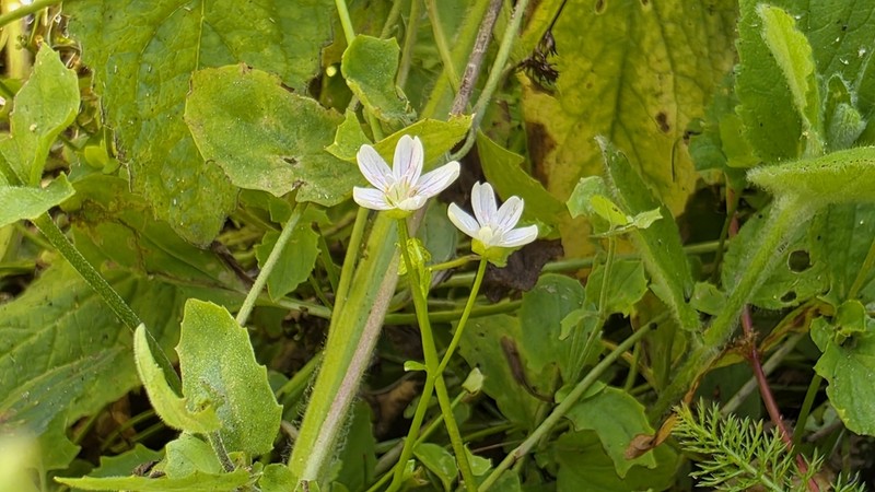 Jonesville Springbeauty