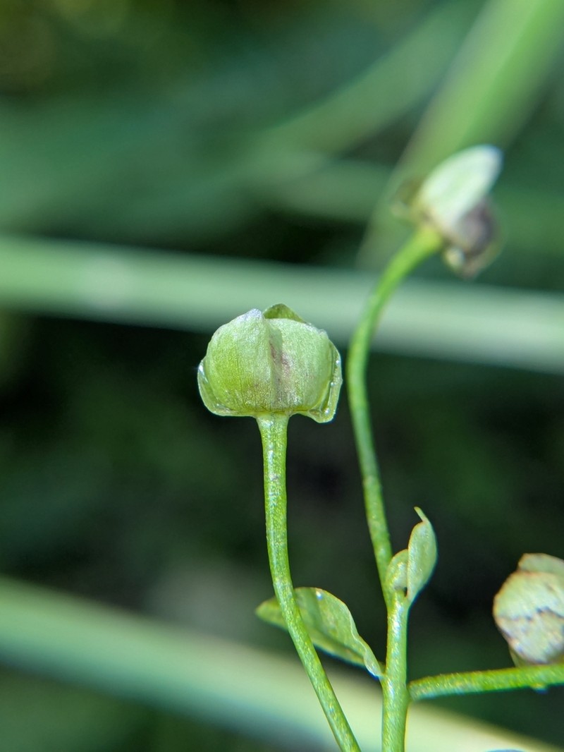 Jonesville Springbeauty photo 2