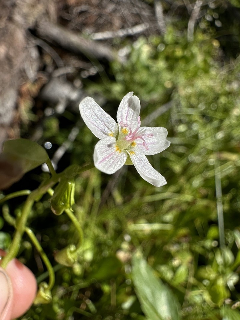 Jonesville Springbeauty photo 3