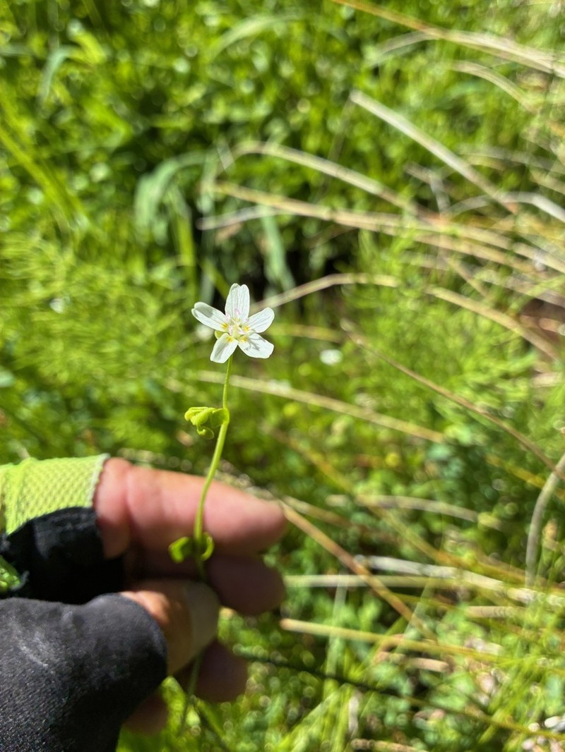 Jonesville Springbeauty photo 4