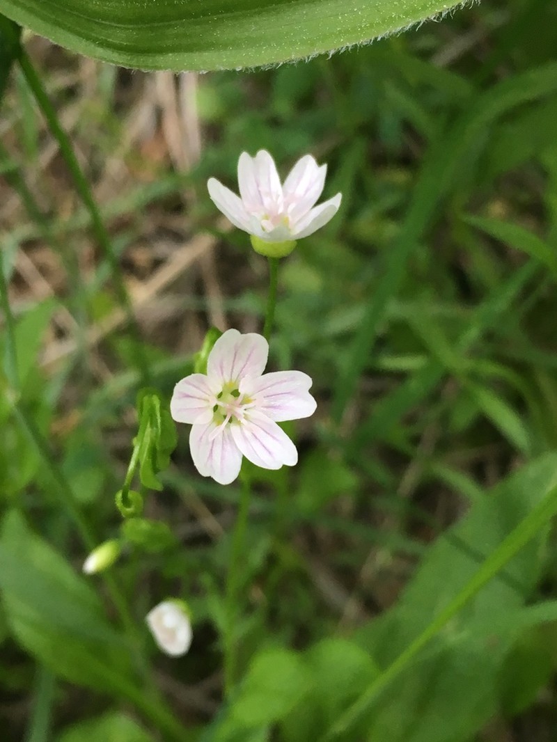 Jonesville Springbeauty photo 5