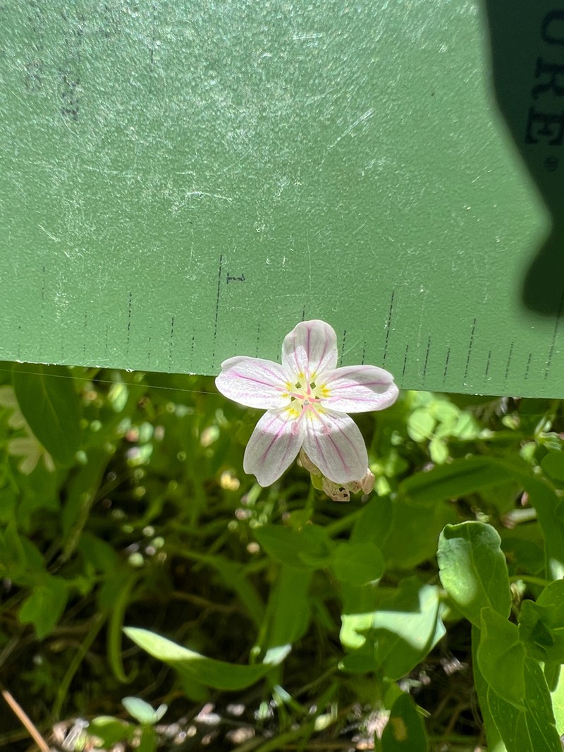 Jonesville Springbeauty photo 6