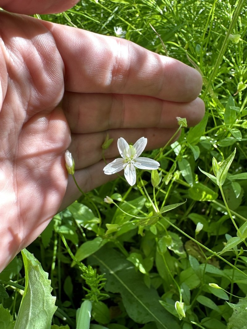 Jonesville Springbeauty photo 7