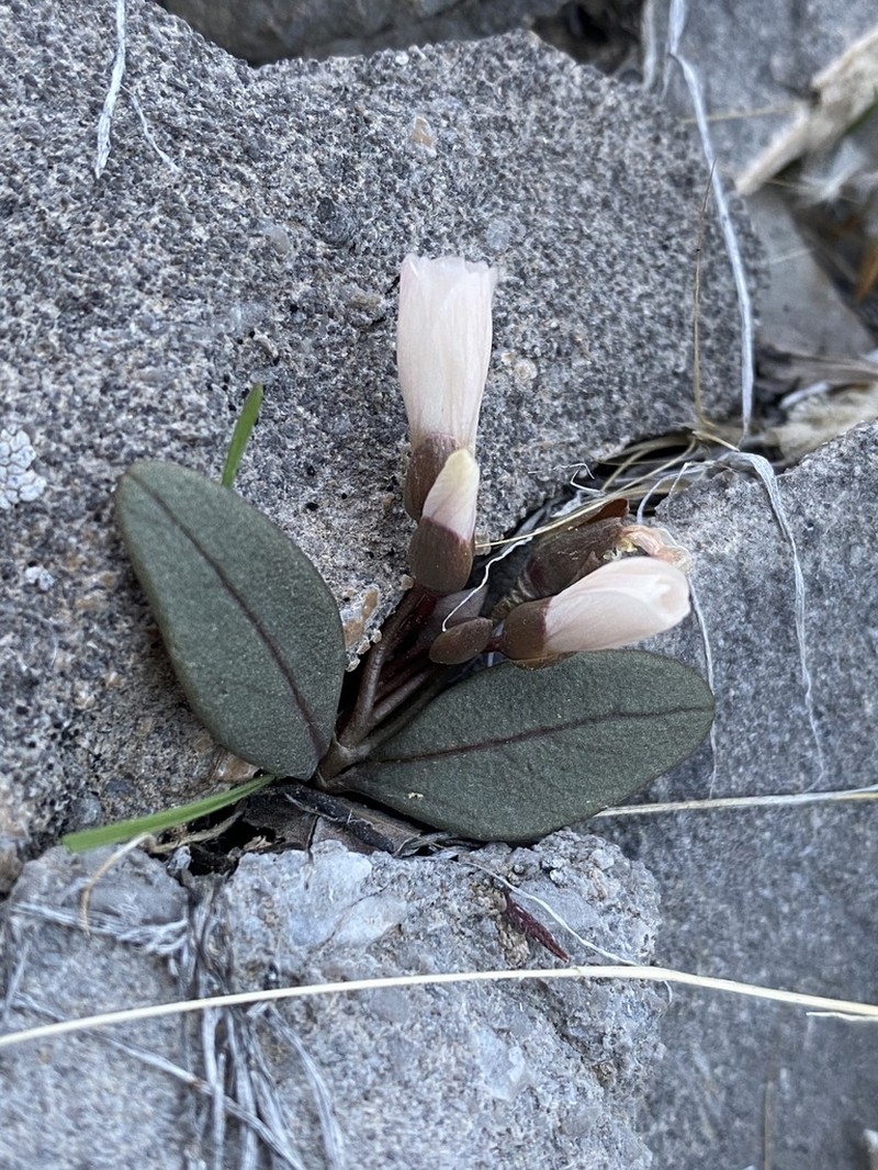 Claytonia panamintensis