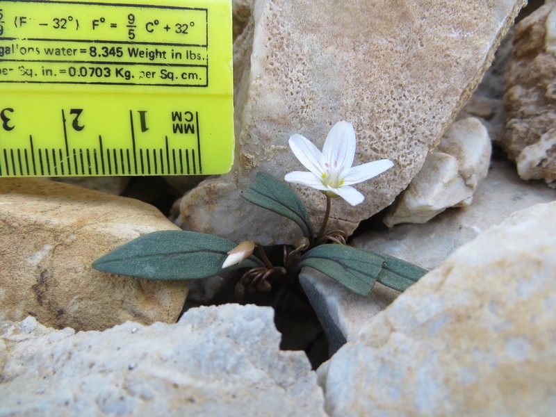 Claytonia panamintensis photo 2