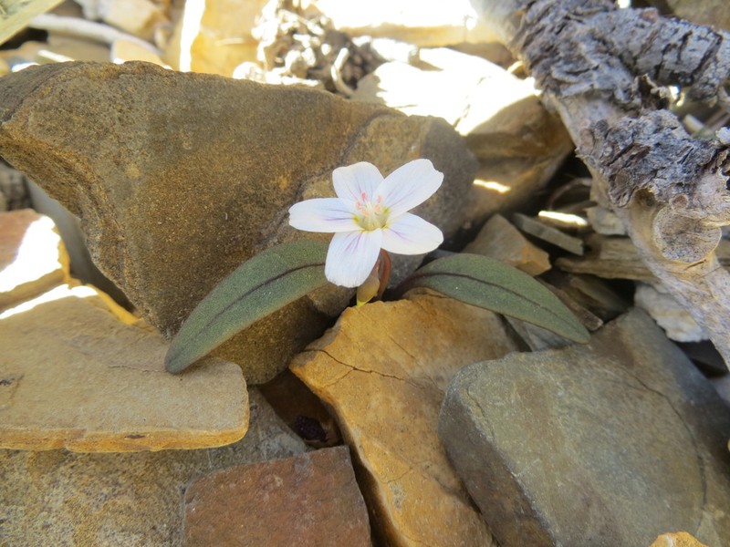 Claytonia panamintensis photo 3
