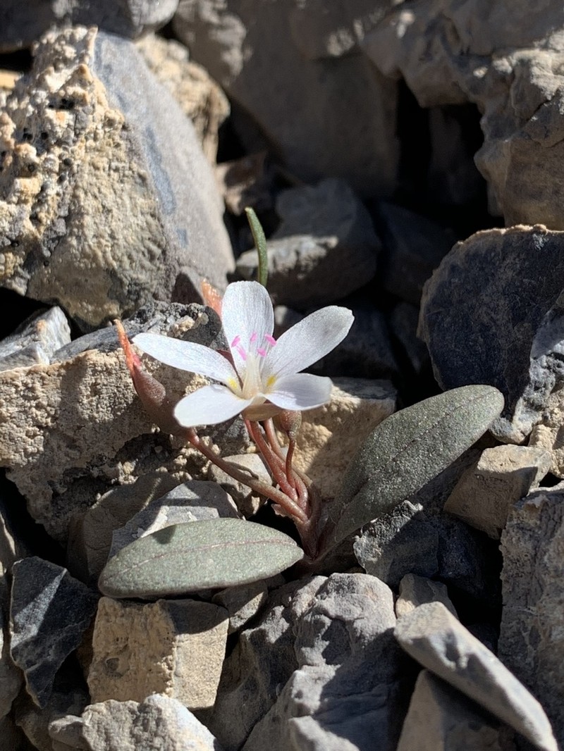 Claytonia panamintensis photo 4