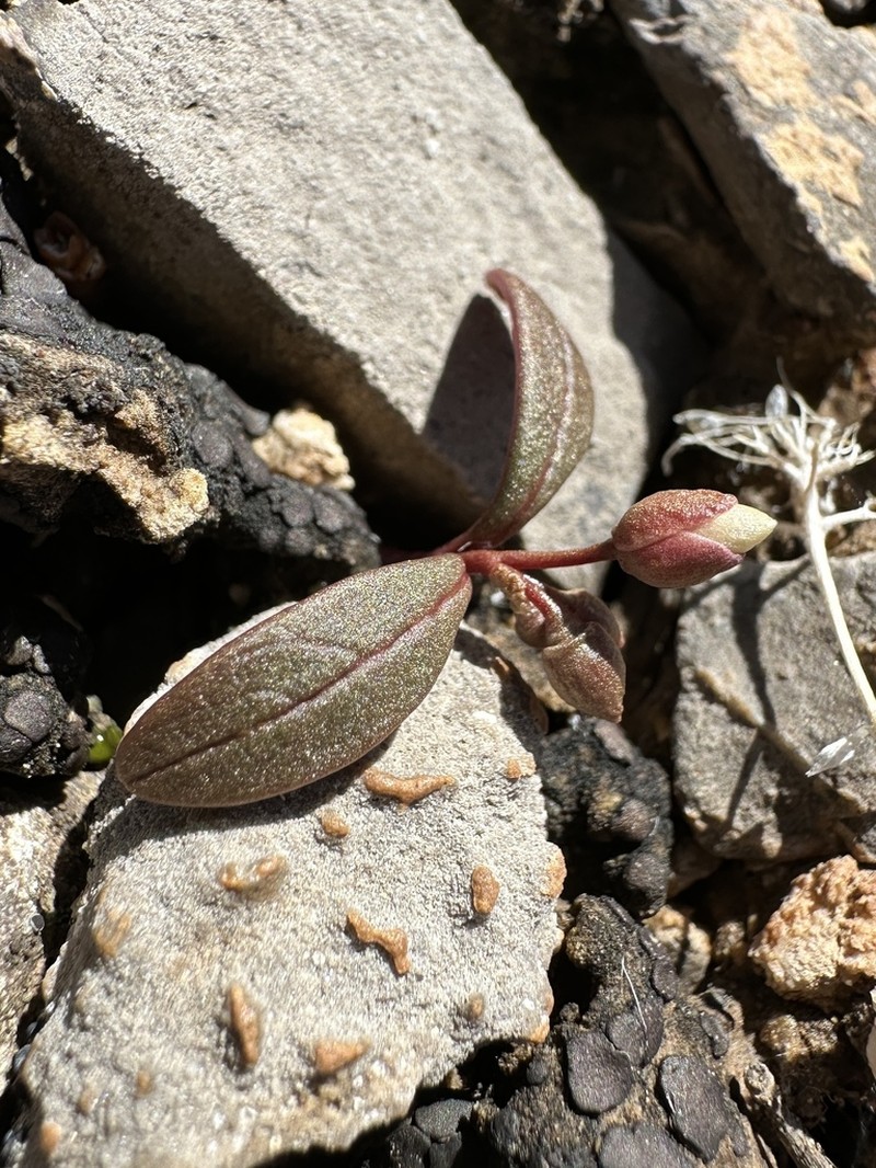Claytonia panamintensis photo 5